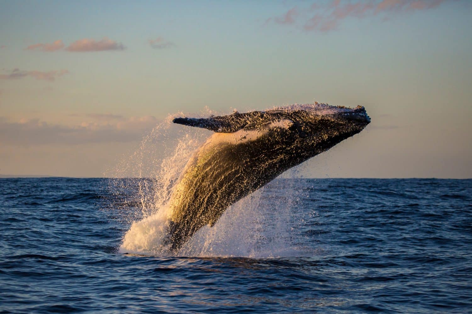 Sydney Whale Watching - Best Times, Season Tours & Cruises Deals