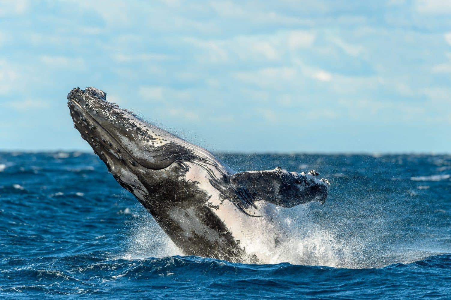 Sydney Whale Watching - Best Times, Season Tours & Cruises Deals