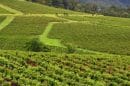 Hunter Valley Wine Tours