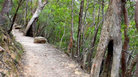 Bush Walks