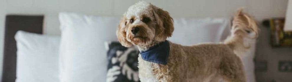 Pet-friendly-accommodation-sydney