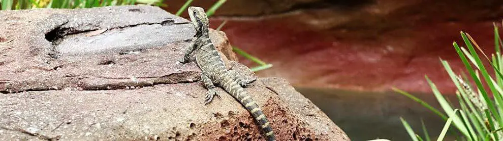 Australian Reptile Park