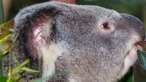 Koala Park Sanctuary