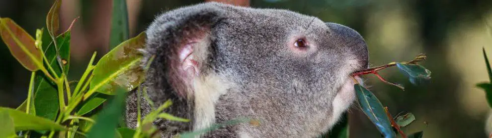 Koala Park Sanctuary