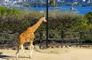 Taronga Zoo