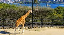 Taronga Zoo