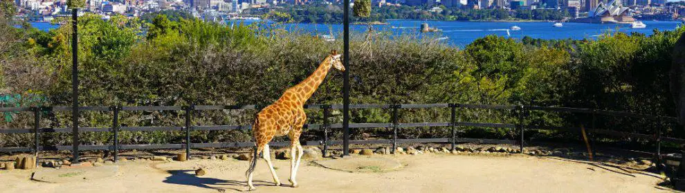 Taronga Zoo