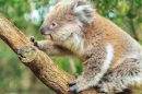 Wild Life Sydney