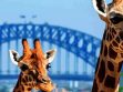 Taronga Zoo