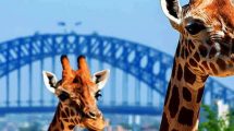 Taronga Zoo