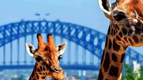 Taronga Zoo