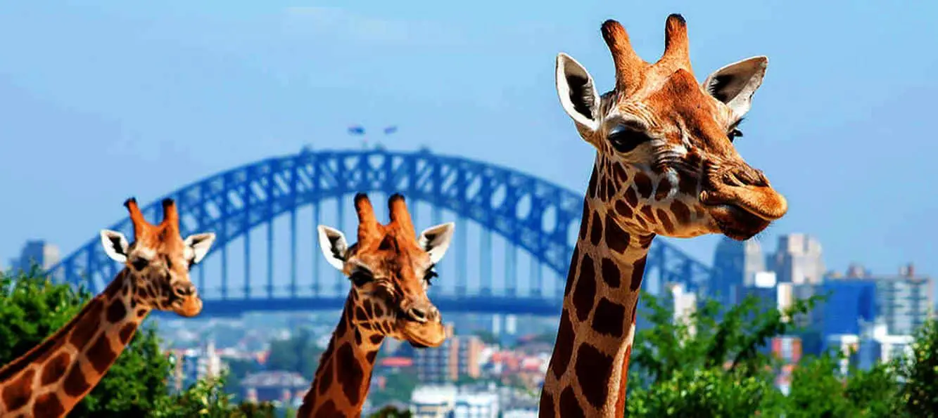 taronga zoo toys