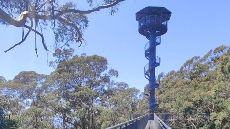 Illawarra Fly Treetop Adventures