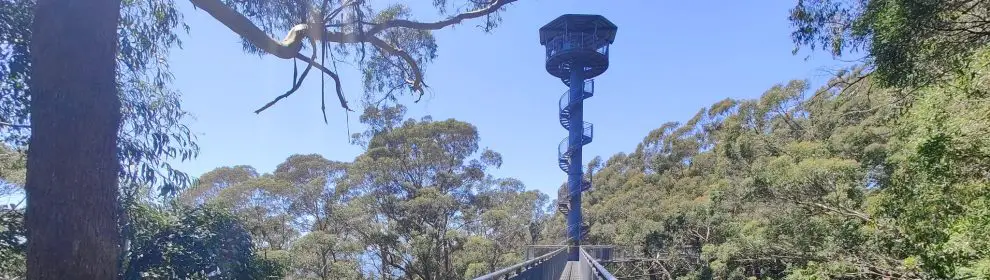 Illawarra Fly Treetop Adventures