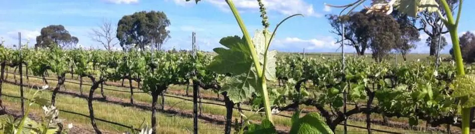 Murrumbateman Moving Feast