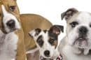 Top Dog Film Festival