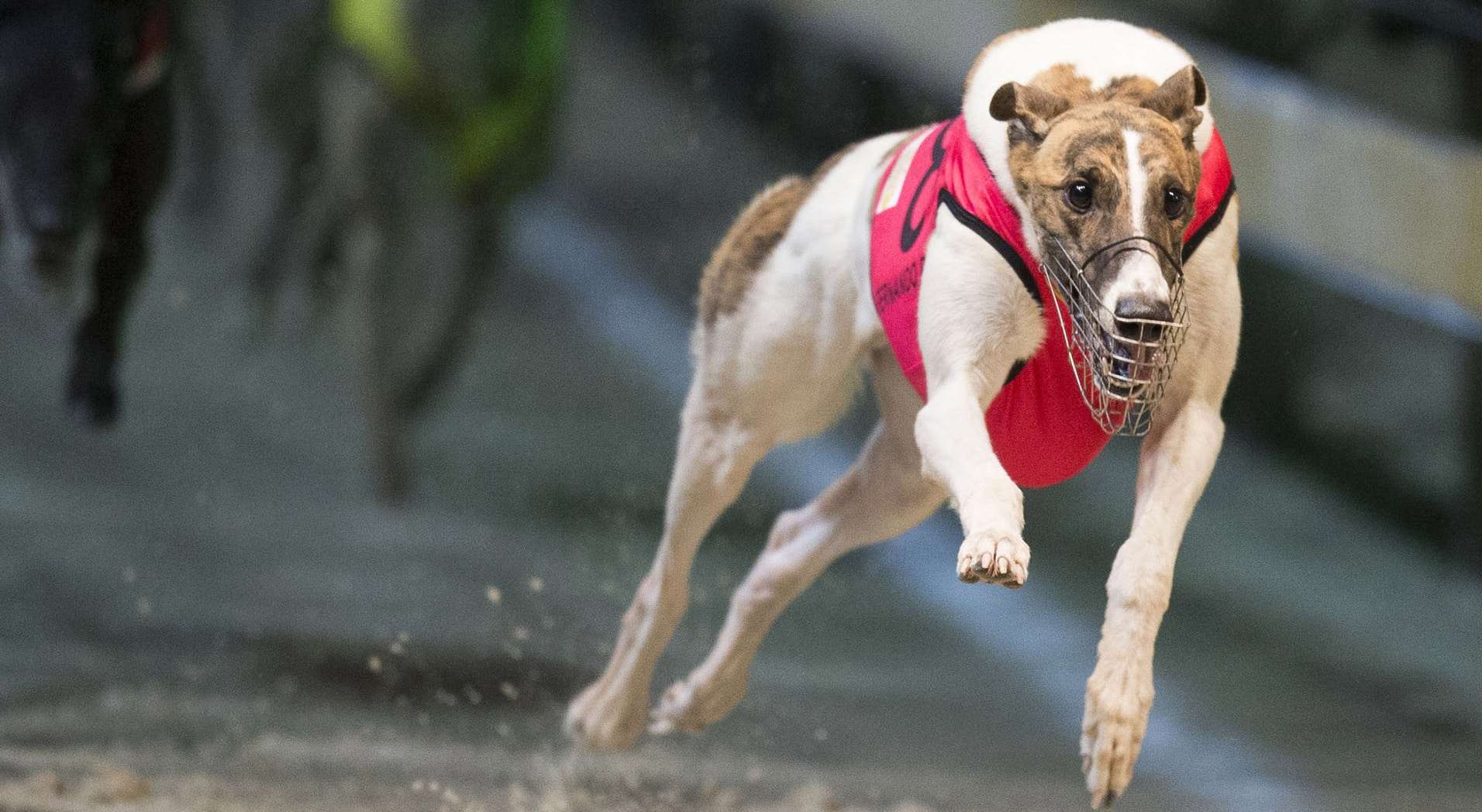 wentworth park dogs tonight