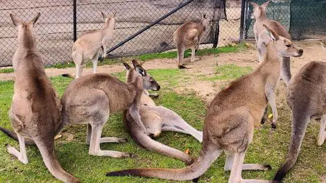 Symbio Wildlife Park