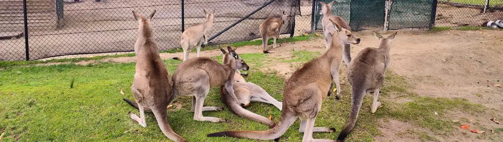 Symbio Wildlife Park