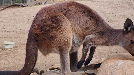 Featherdale Wildlife Park