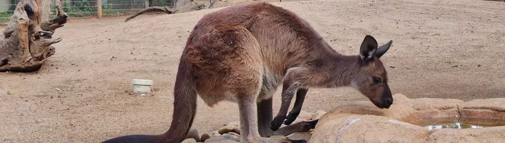 Featherdale Wildlife Park