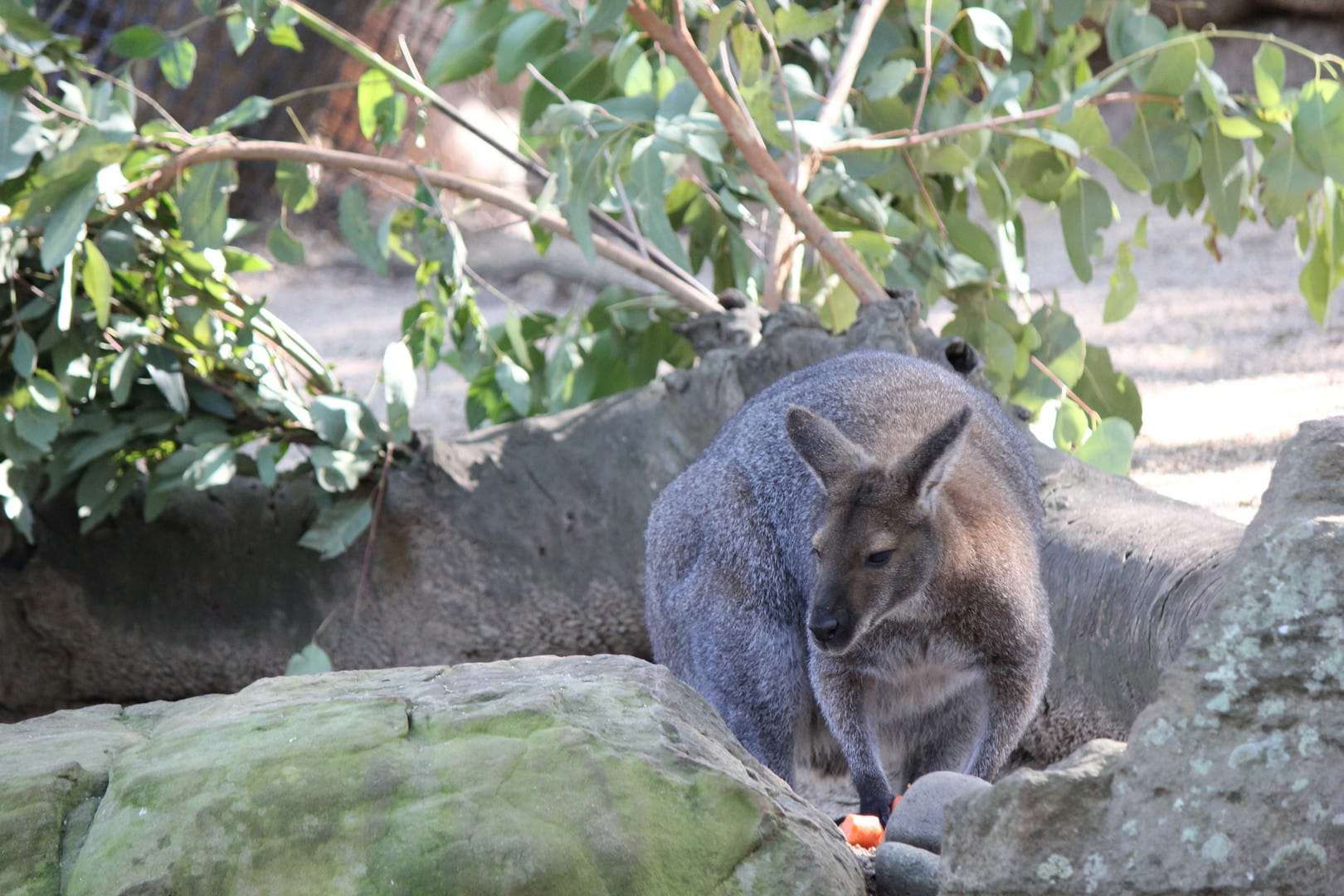 taronga zoo toys