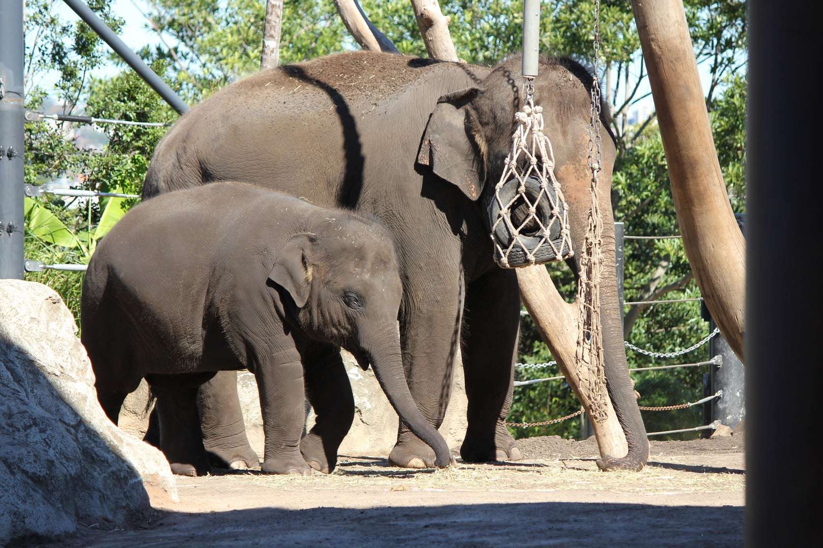 Taronga Zoo Discount Tickets, Opening Hours, Prices, Animals & Map