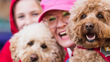 sydney dog lovers show